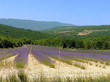 Lavender field in the Luberon