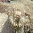 Angora goats herd in Provence
