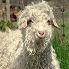 Breeding Angora goats for mohair wool
