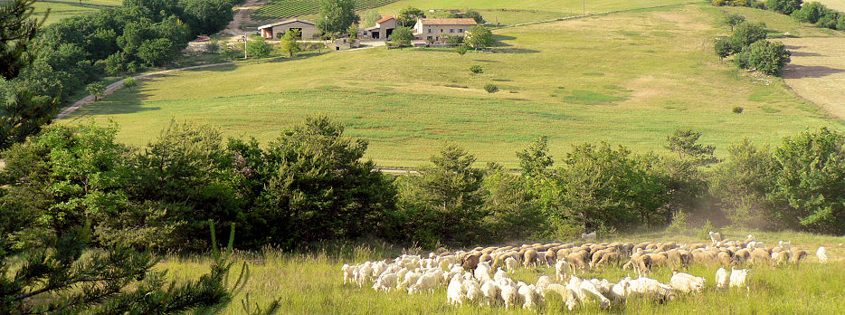 Mohair en Provence, the farm la Rizane