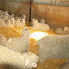 Angora goats at the sheepfold