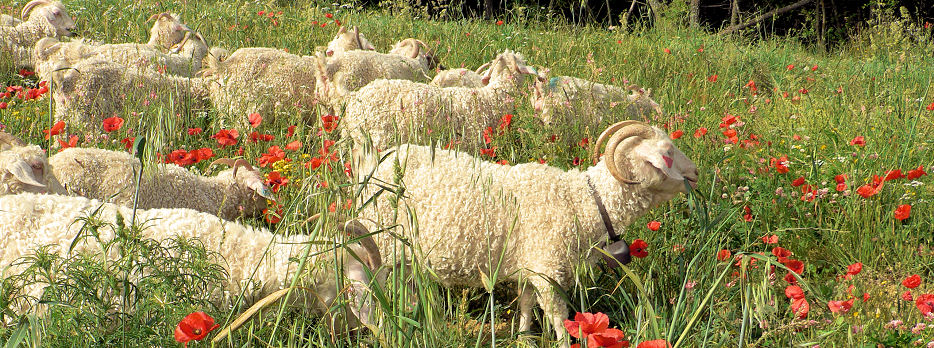 Breeding Merino sheep and Angora goats