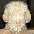 Angora goats before mowing