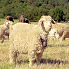 Angora goats of the farm La Rizane in the Luberon