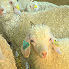 Angora young goat for Kid Mohair