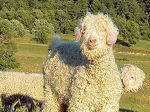 Breeding of Angora goats and Merino sheep