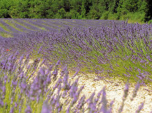 Lavender in Provence