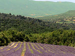 Culture of Lavender for essential oil