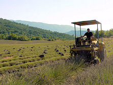 Harvesting lavender at the farm La Rizane