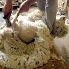 Mowing of Angora goat at the farm La Rizane in Provence