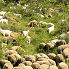 Angora goats andMerinos sheeps in Provence