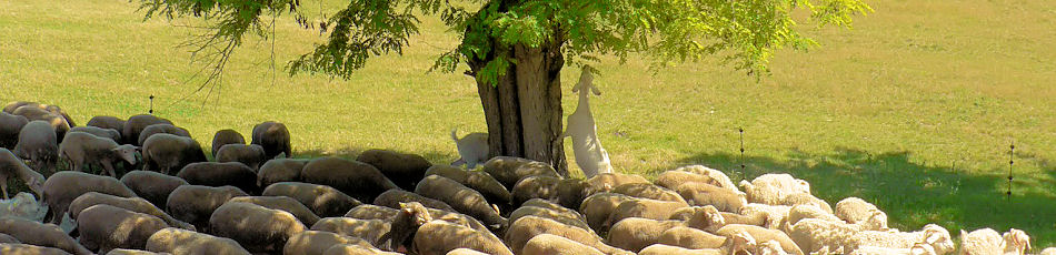 Herd of Angora goats in the Luberon in Provence