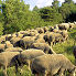 Merino sheep herd in Provence